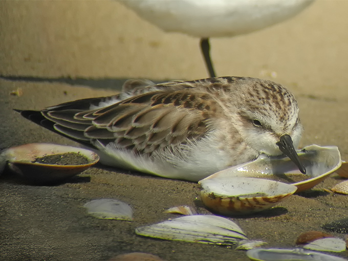 Red-necked Stint