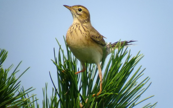 Richard's Pipit