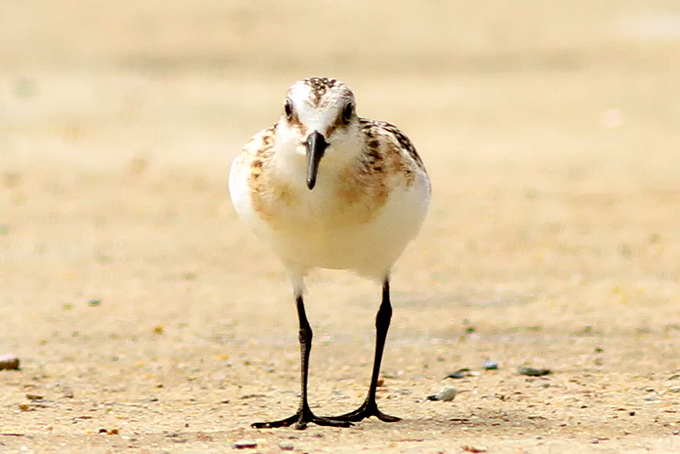 Sanderling