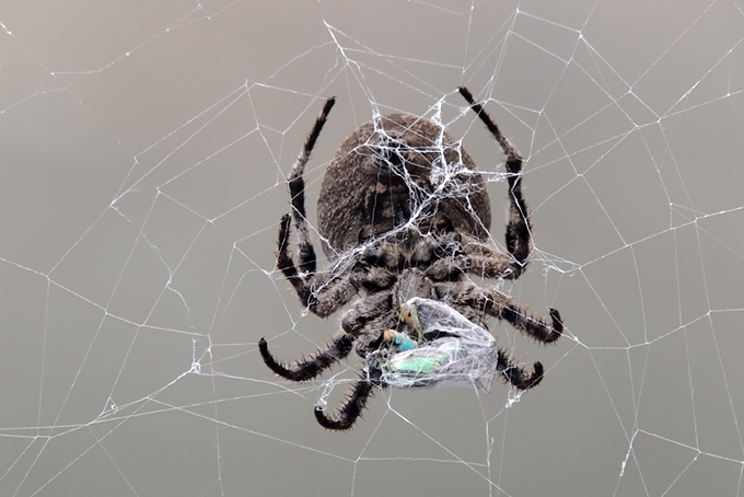 Spider