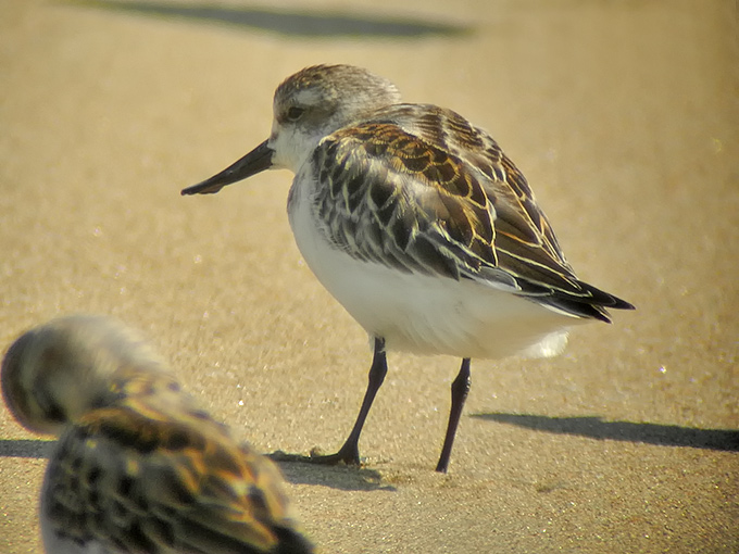 Spoon-billed Sandpiper
