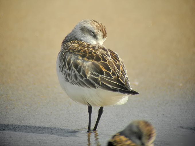 Spoon-billed Sandpiper