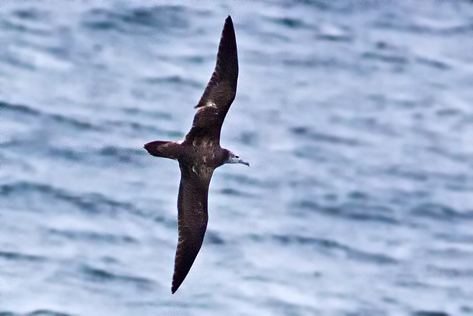 Streaked Shearwater