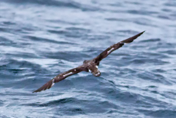 Streaked Shearwater