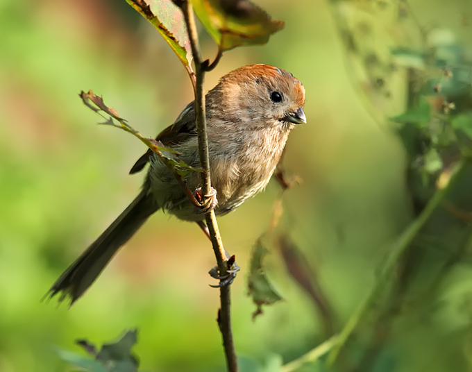 Vinous-throated Parrotbill