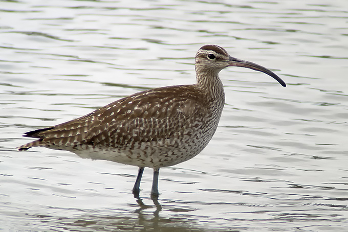Whimbrel