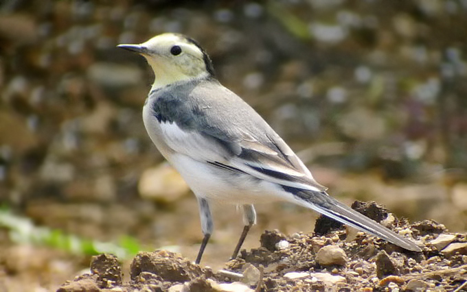 White Wagtail