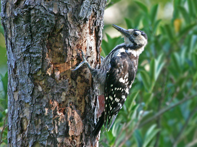 White-backed Woodpecker