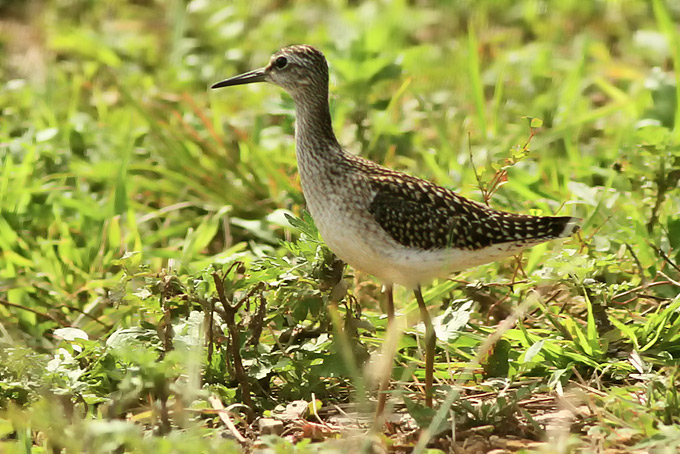 Wood Sandpiper