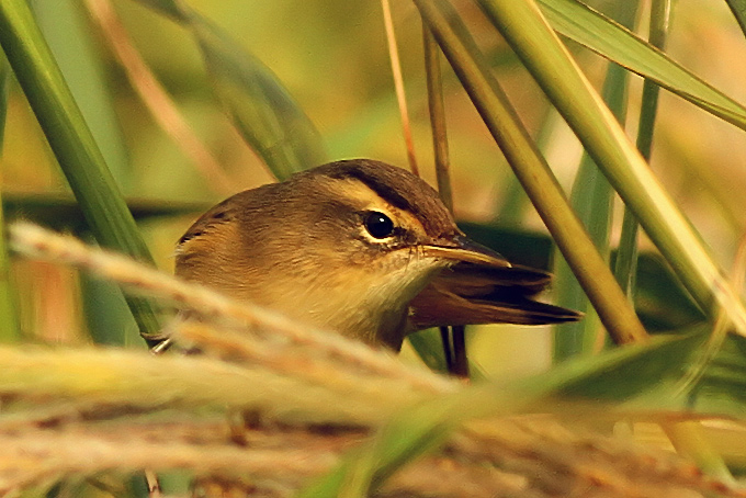 Black-browed Reed Warbler