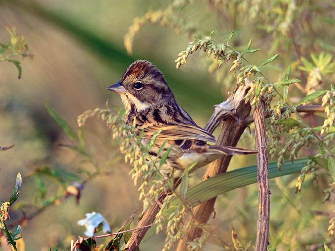 Black-faced Bunting