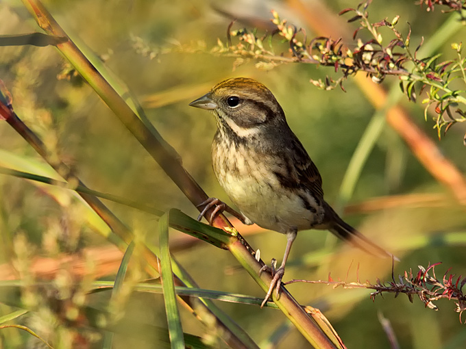 Black-faced Bunting