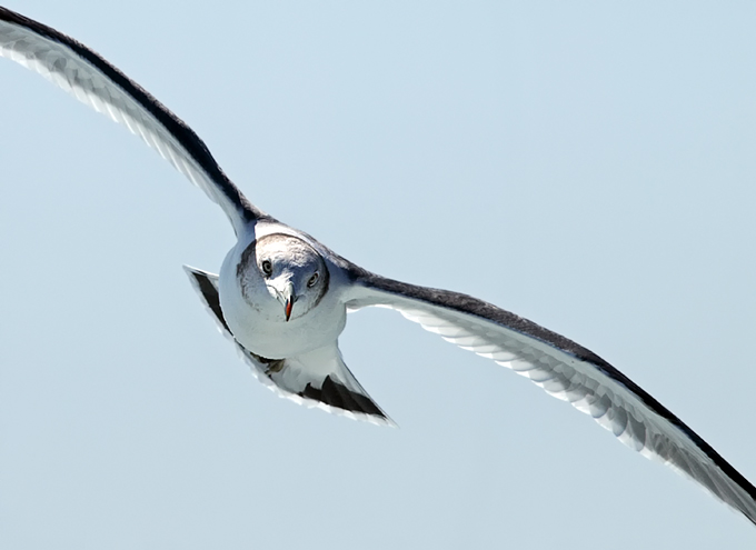 Black-tailed Gull