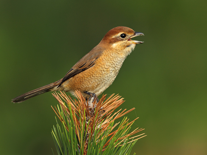 Bull-headed Shrike