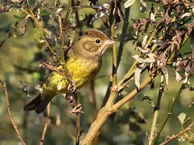 Chestnut Bunting