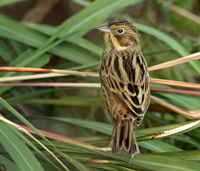 Chestnut-eared Bunting
