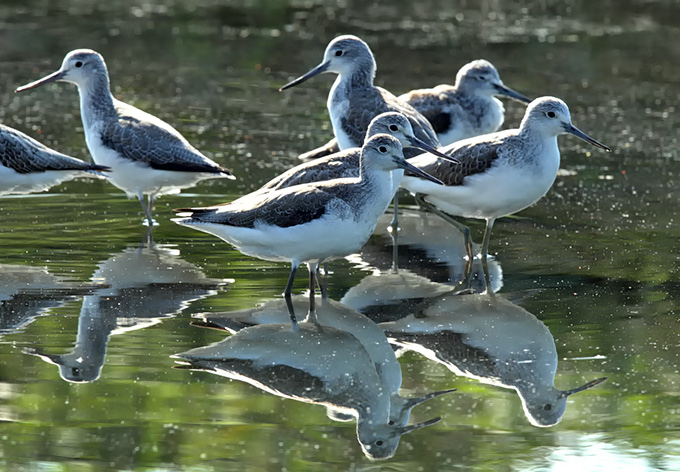 Common Greenshank