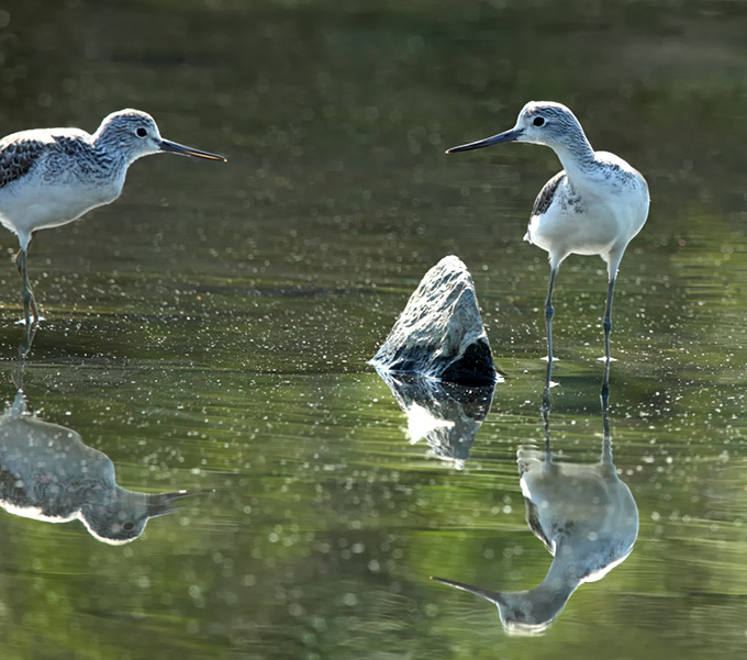 Common Greenshank