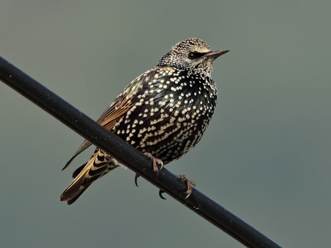 Common Starling