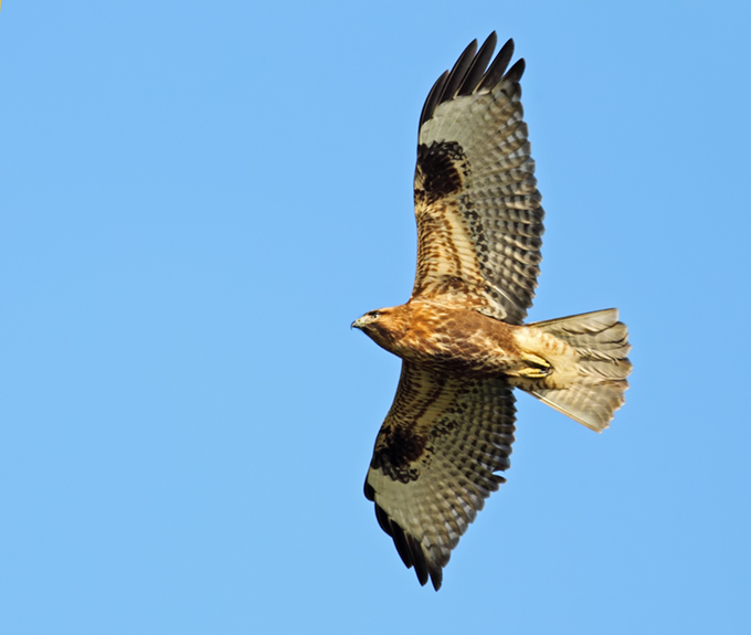 Eastern Buzzard