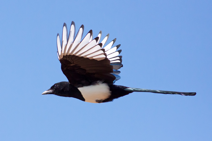 Eurasian Magpie