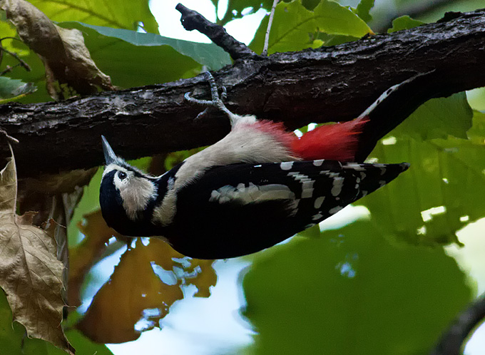 Great Spotted Woodpecker
