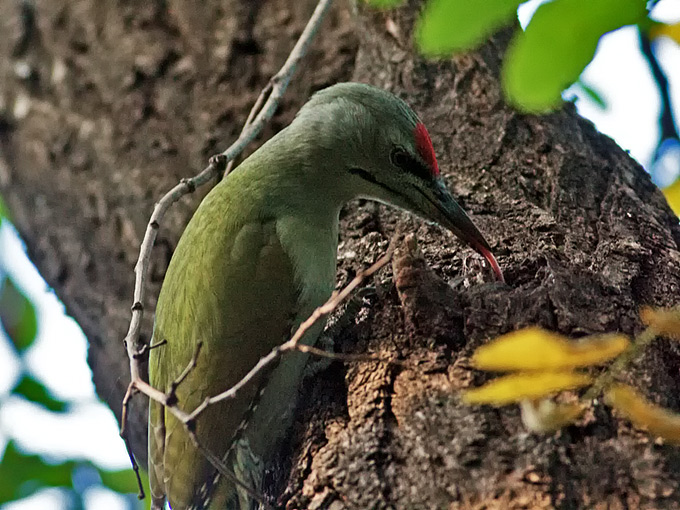 Grey-headed Woodpecker