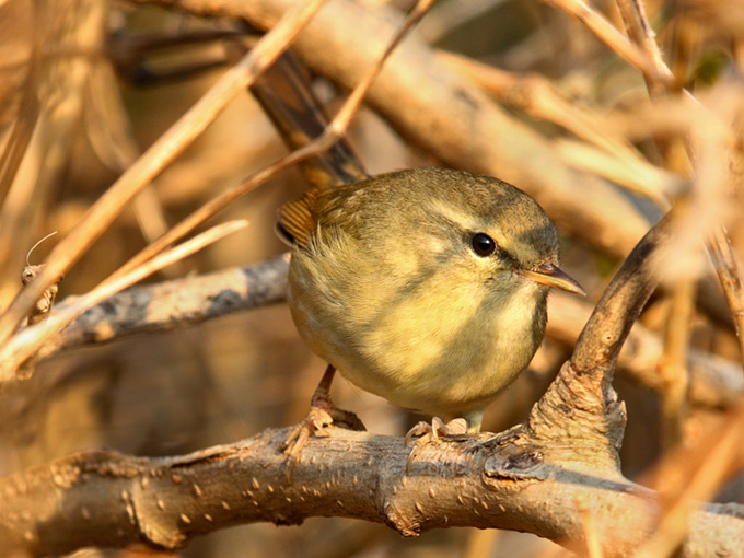 Japanese Bush Warbler