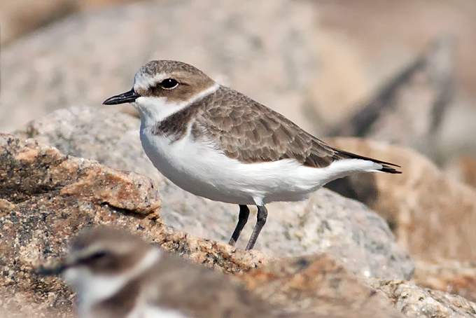 Kentish Plover