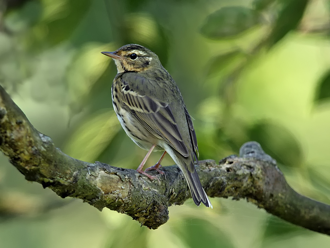 Olive-backed Pipit