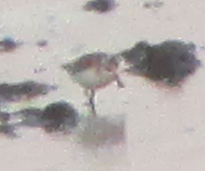 Spoon-billed Sandpiper