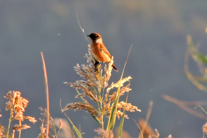 Stejneger's Stonechat
