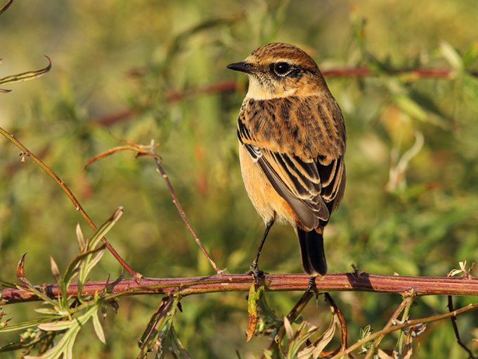 Stejneger's Stonechat