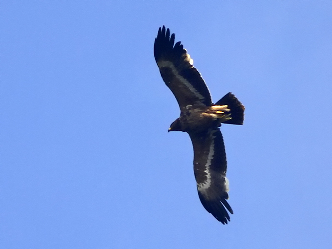 Steppe Eagle
