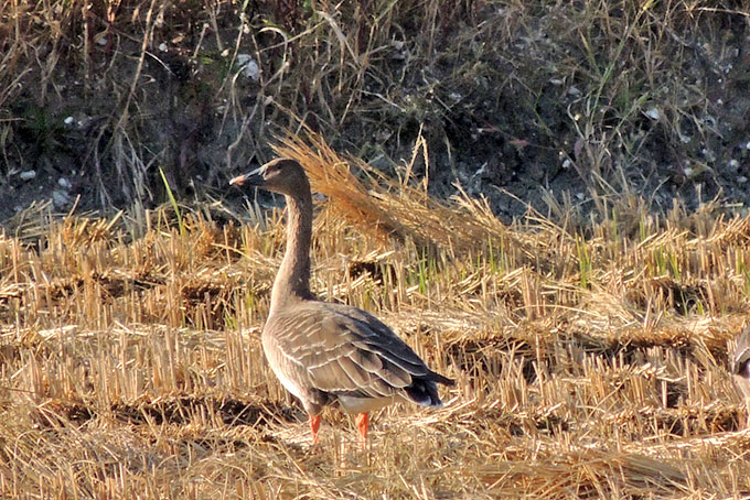 Taiga Bean Goose