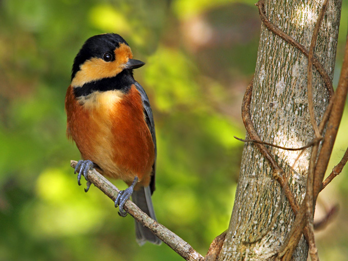 Varied Tit