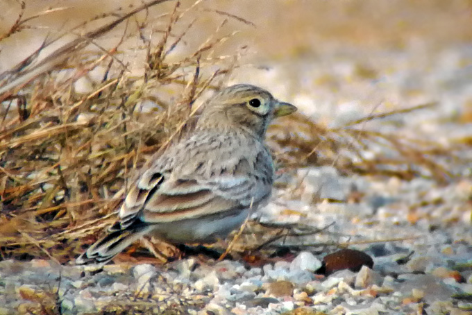 Asian Short-toed Lark