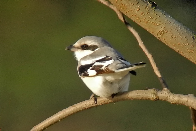 Chinese Grey Shrike