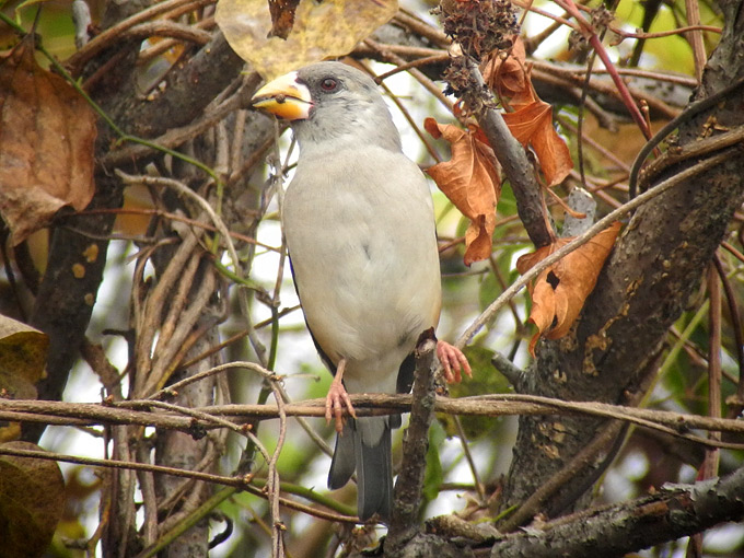 Chinese Grosbeak