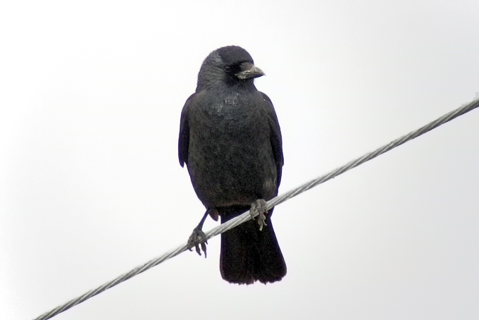 Daurian Jackdaw