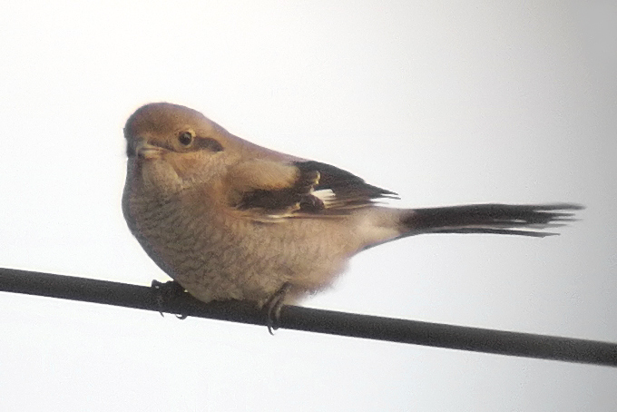 Great Grey Shrike