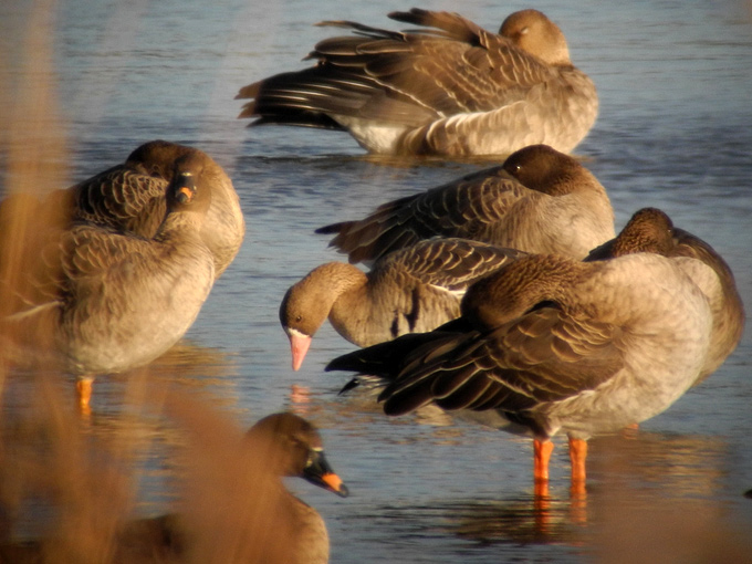 Greater White-fronted Goose