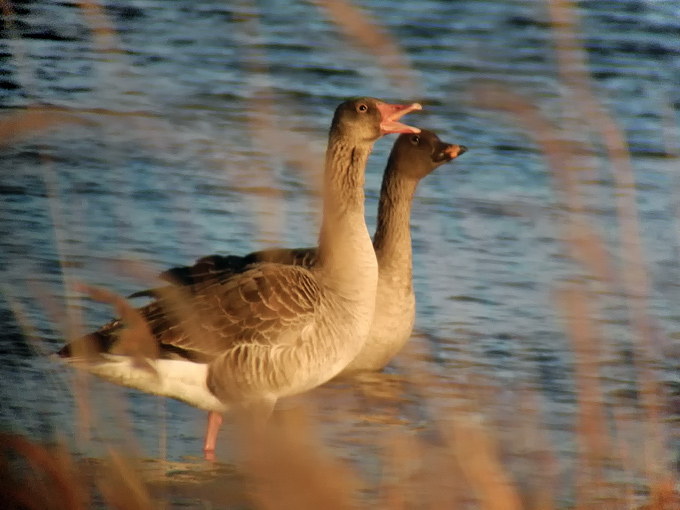 Greylag Goose
