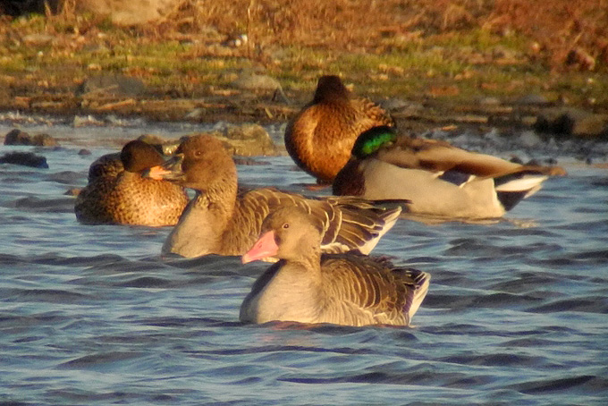 Greylag Goose