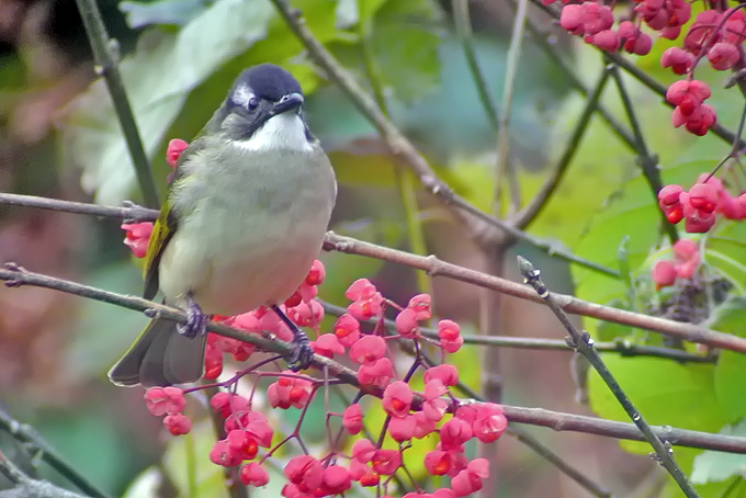 Light-vented Bulbul