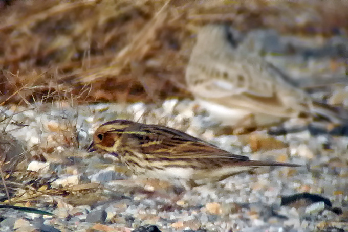 Little Bunting