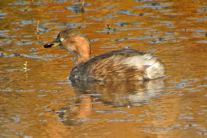 Little Grebe