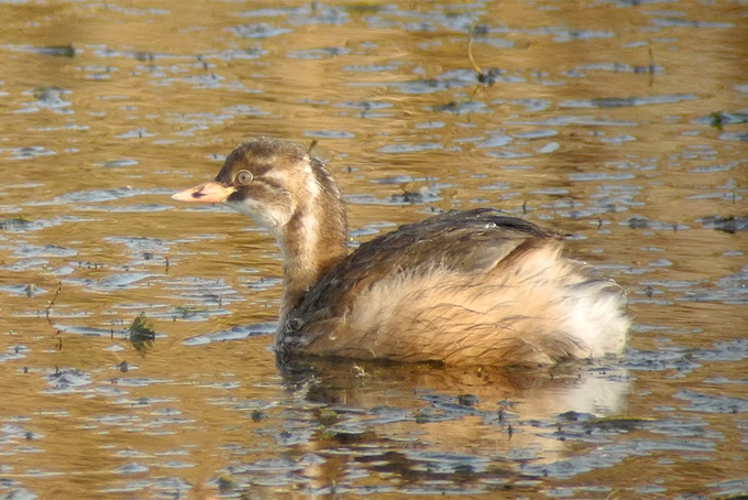 Little Grebe