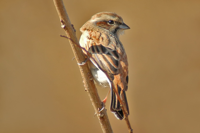 Meadow Bunting