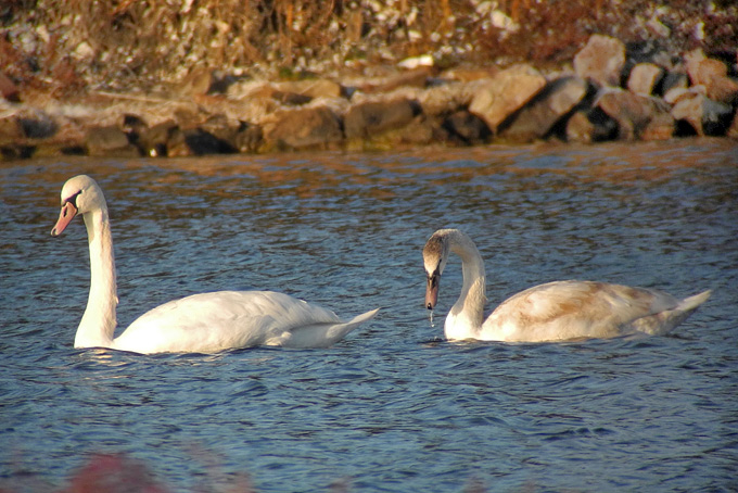Mute Swan
